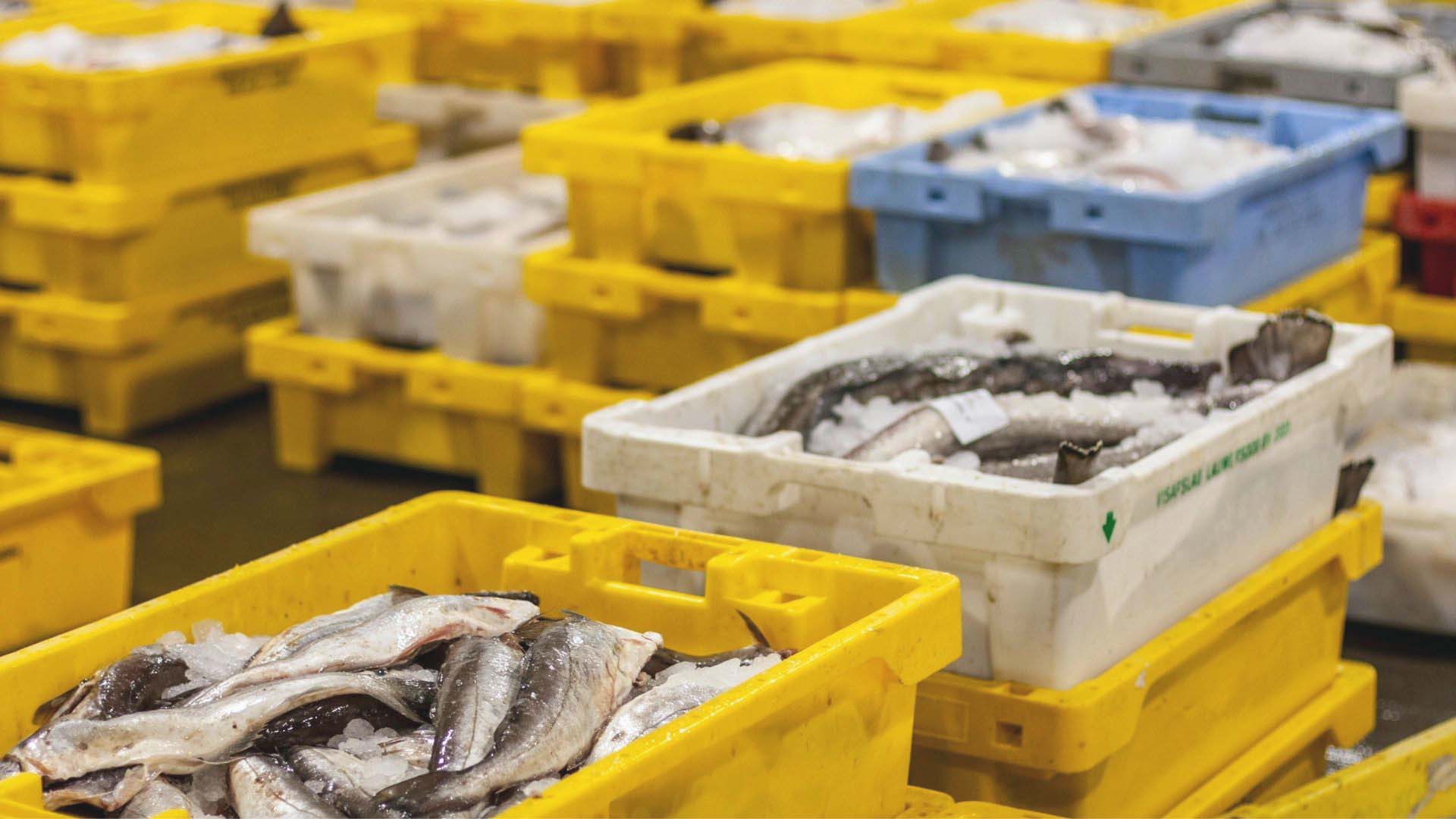 FishInYellowContainers